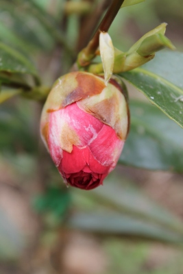 Camellia bud